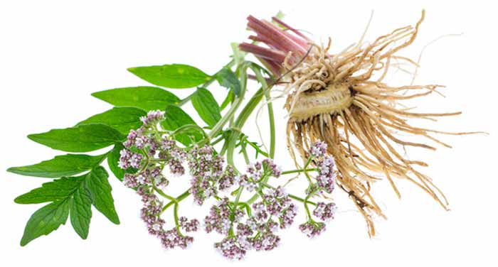What is valerian, facts and forms