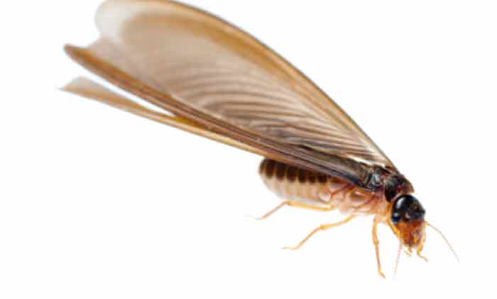 How to get rid, kill and prevent termites flying and without wings