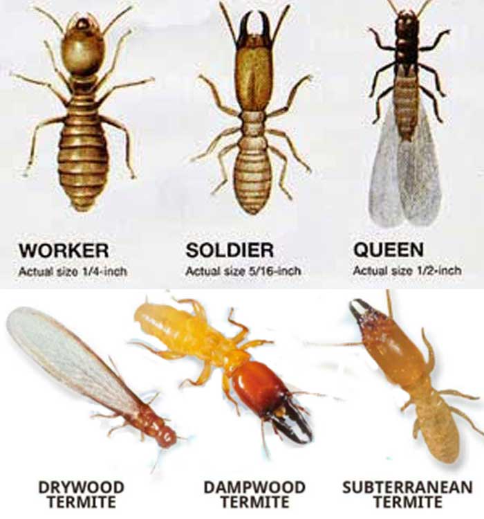 types of Termite determines treatment cost