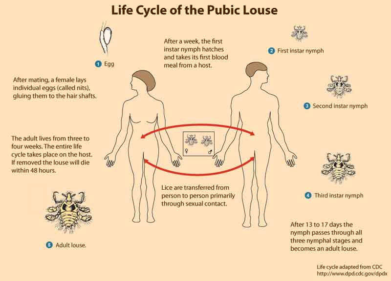 pubic-lice cause scabsmale genital